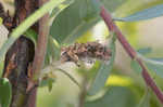 Prairie willow